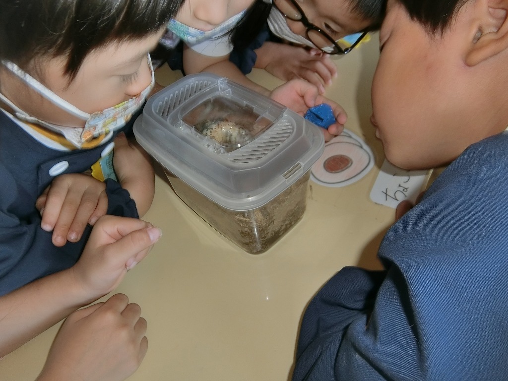 新しい幼虫のお友だちがきました！