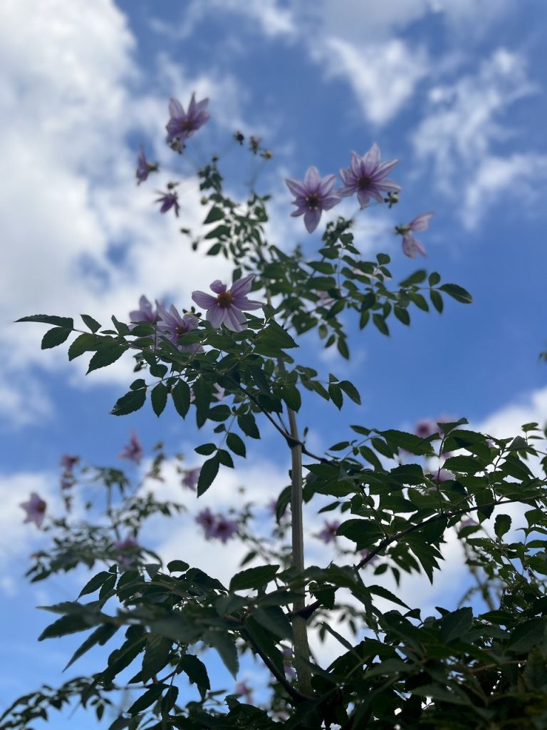 時の花を探求せよ、という事です。